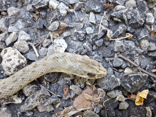 Western Montpellier Snake