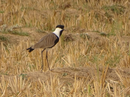 Spur-winged Lapwing