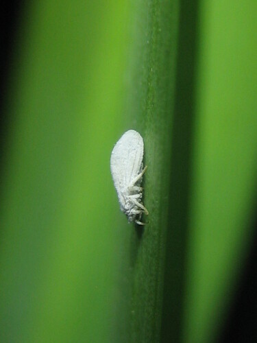 Coniopteryx maculithorax