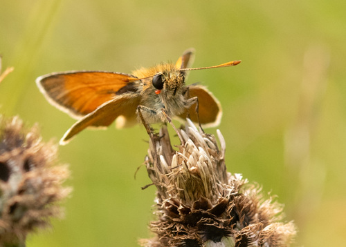 Small Skipper
