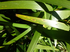 Puccinia iridis