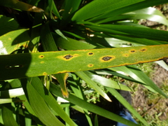 Puccinia iridis