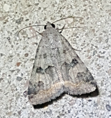 Melipotini