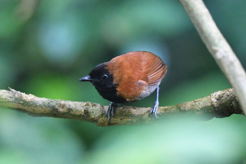 iNaturalist image