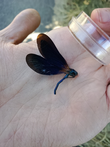Beautiful Demoiselle