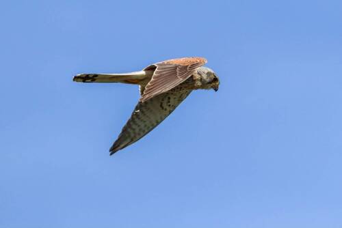 Eurasian Kestrel