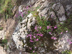 Silene aegyptiaca