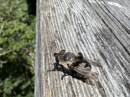 Glire Bot Flies
