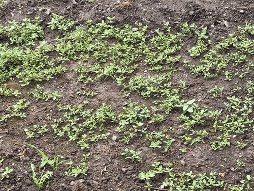 Common Purslane