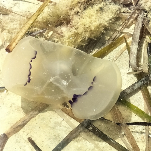 Barrel Jelly