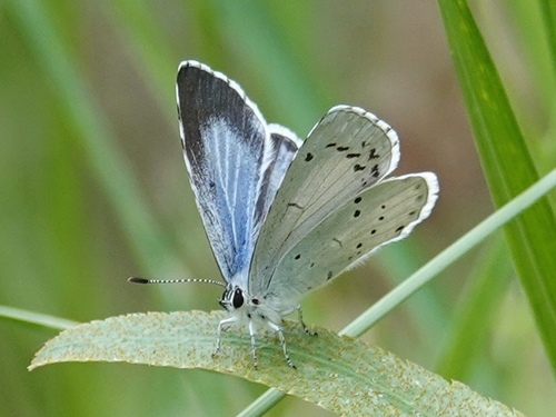 Holly Blue