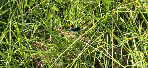 Beautiful Demoiselle