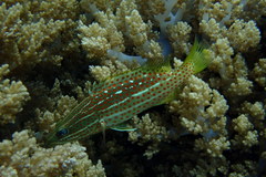 Anyperodon leucogrammicus