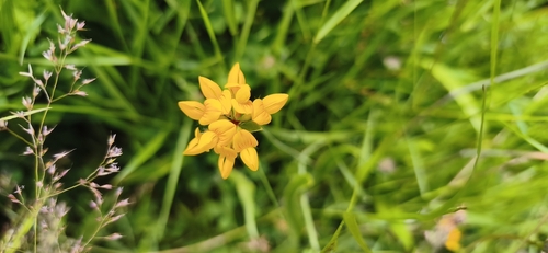 greater bird's-foot-trefoil