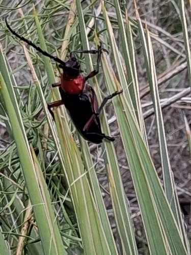 Stenaspis solitaria