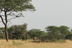 Loxodonta africana