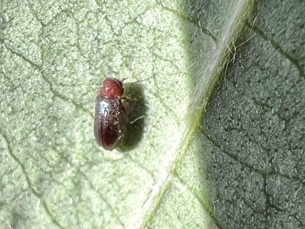 Petalium bistriatum