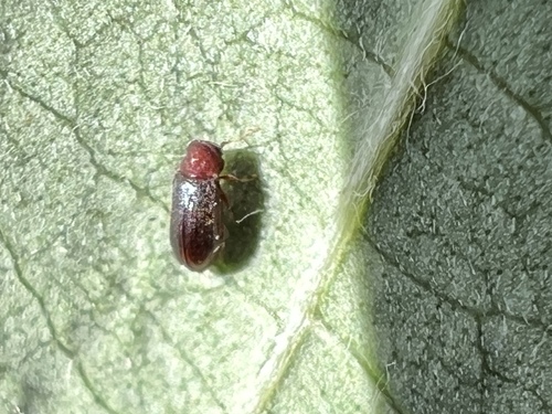 Petalium bistriatum