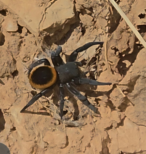 Eresus walckenaeri