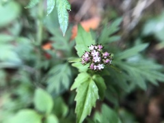 Valeriana flaccidissima