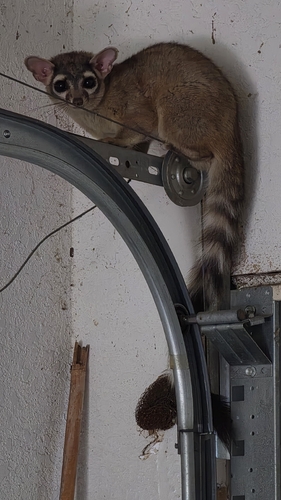 Ringtail