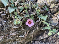 Pavonia revoluta