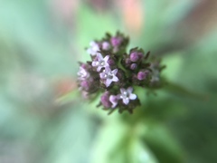 Valeriana flaccidissima