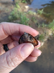 Sternotherus