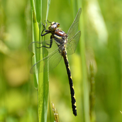 Cordulegaster obliqua