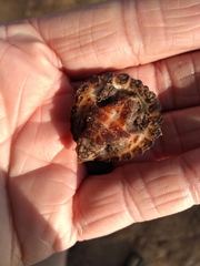 Sternotherus