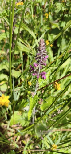 hedge woundwort