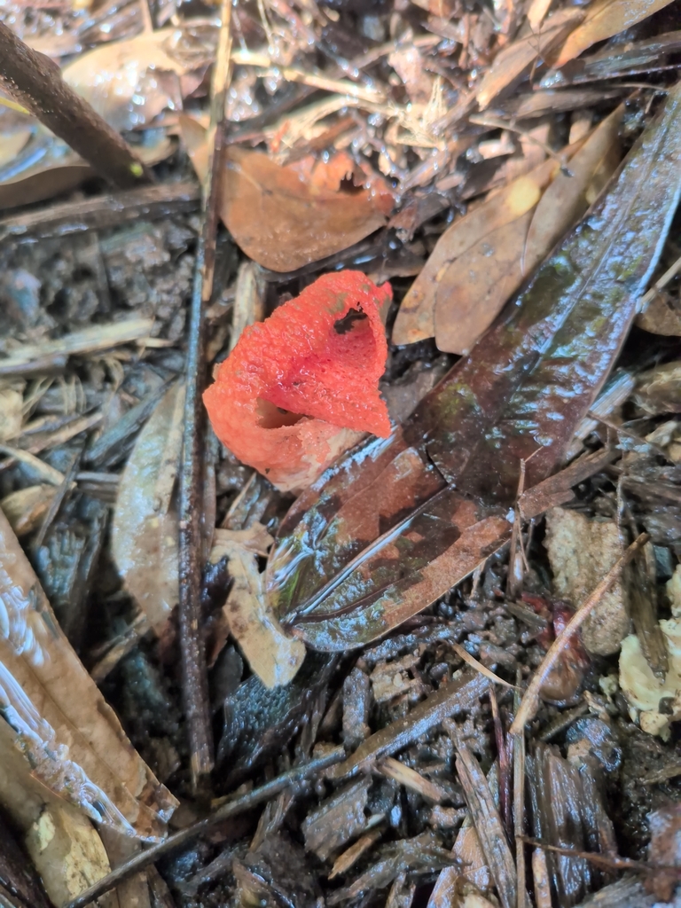 column stinkhorn · June 2026 · photo: Photo: (c) ethanmdavidson, some rights reserved (CC BY-SA) · iNaturalist