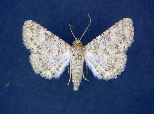 Matigramma emmilta photo 2