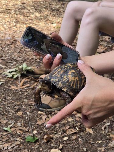 Eastern Box Turtle