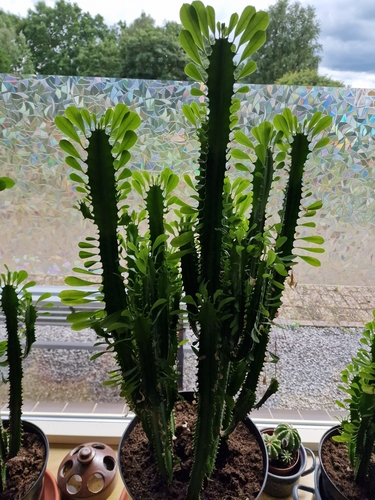 Euphorbia trigona