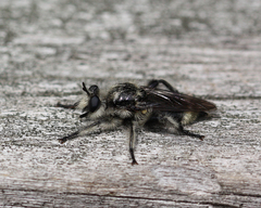 Laphria cinerea