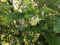Styrax officinalis