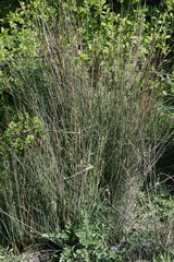 Juncus inflexus