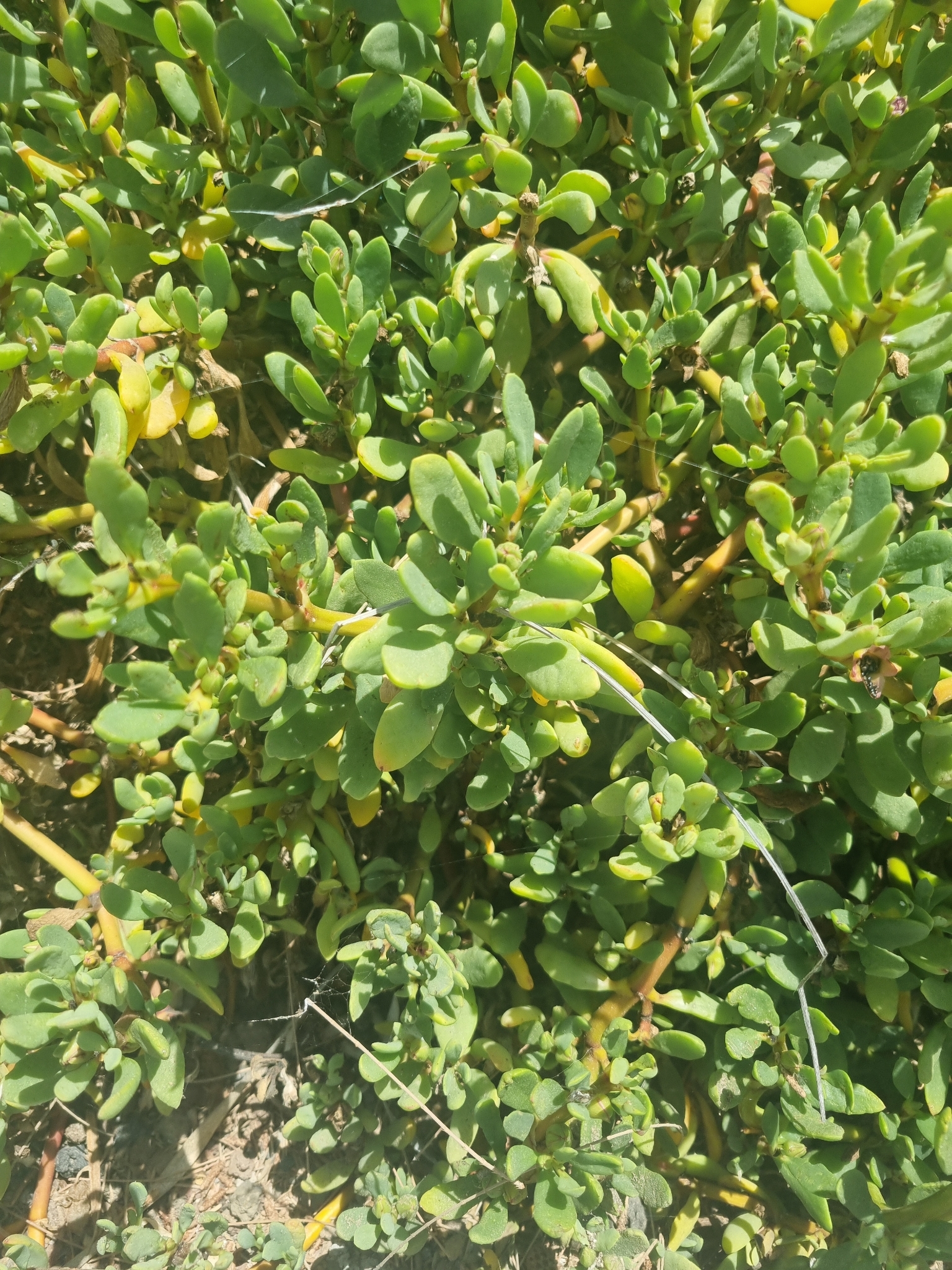 Verdolaga de playa