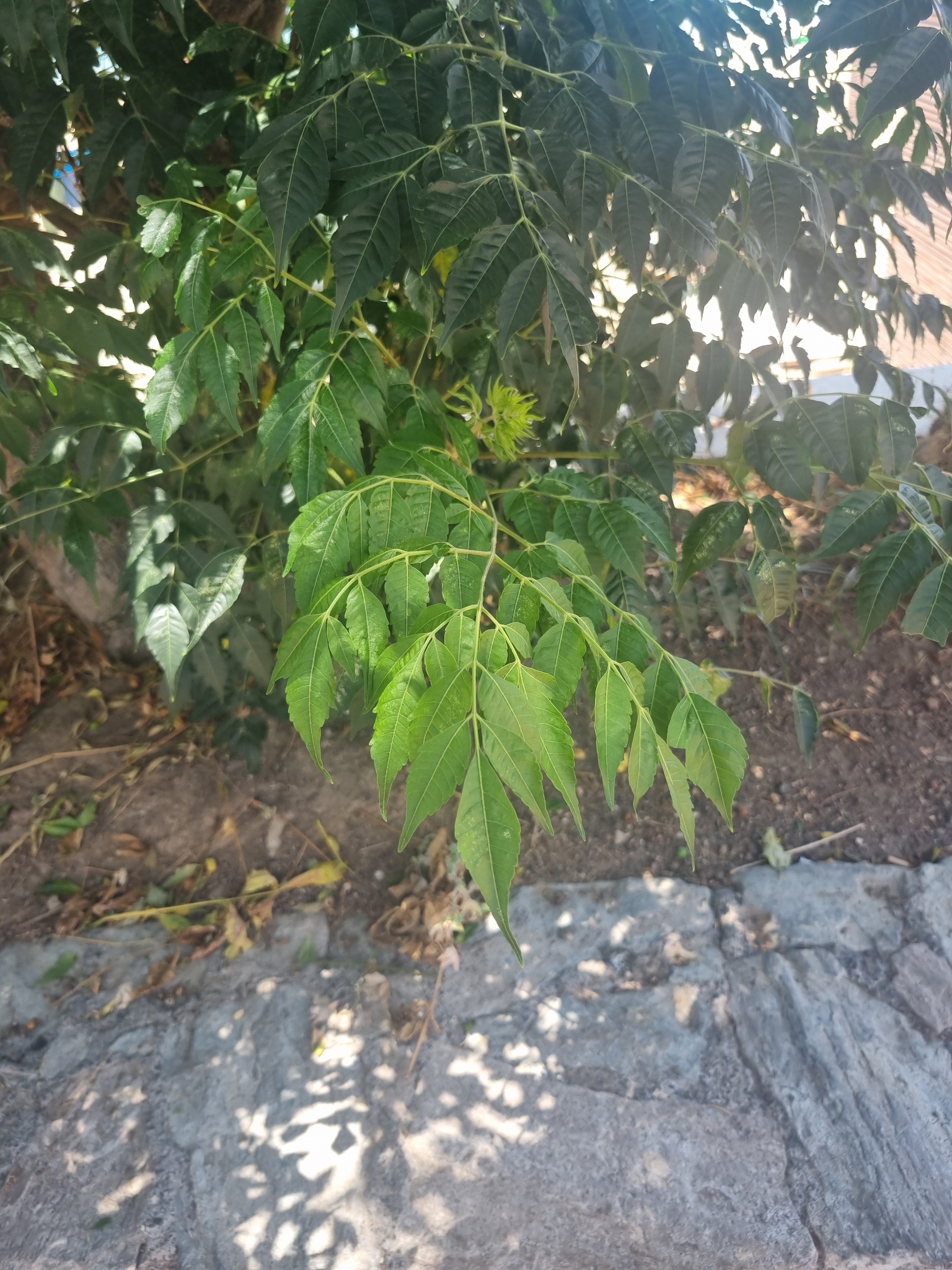 Alelí