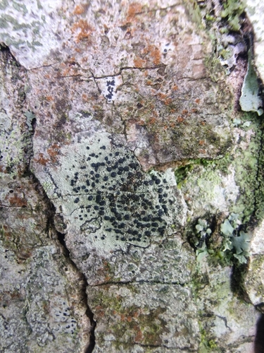 Tiny Button Lichen