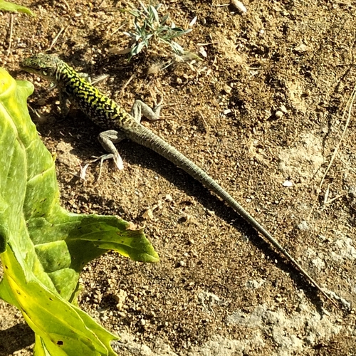 Italian Wall Lizard