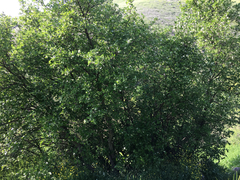 Styrax officinalis