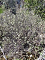 Salix breweri