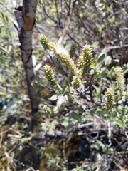 Salix breweri