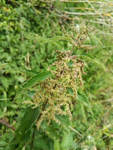 great stinging nettle
