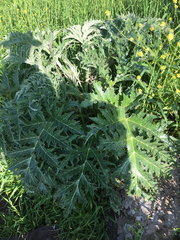 Cynara syriaca