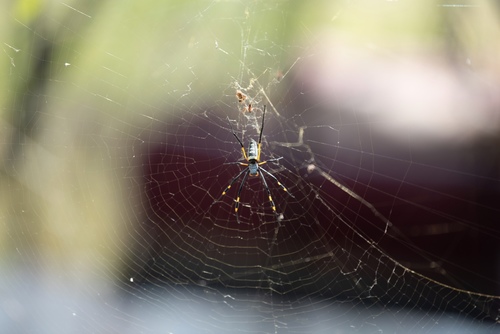 banded-legged golden orb-web spider