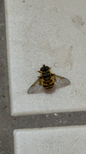 Yellow-haired Sun Fly