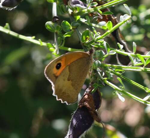 Meadow Brown